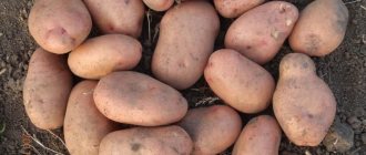 Slavyanka potatoes