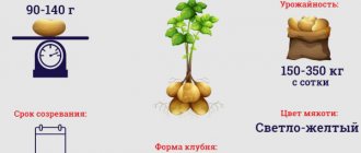 Potatoes Uladar. Description of the variety, reviews, photos, characteristics 