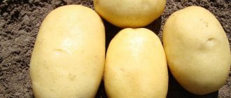картофель вега