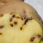 Potato moth