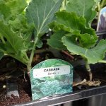 Each variety of cabbage in the garden is marked or labeled