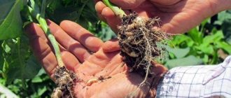 Clubroot cabbage