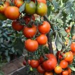 cluster tomatoes