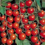 Raceme tomatoes for greenhouses