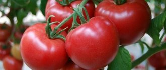 Chinese tomato varieties