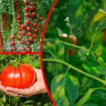 Кладоспориоз — страшный враг томатов, поэтому стараюсь выбирать сорта, устойчивые к заболеванию. Предлагаю 10 вариантов