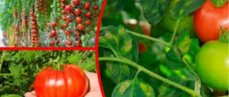 Кладоспориоз — страшный враг томатов, поэтому стараюсь выбирать сорта, устойчивые к заболеванию. Предлагаю 10 вариантов