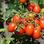 Classification of cherry tomatoes. Names and descriptions of varieties 