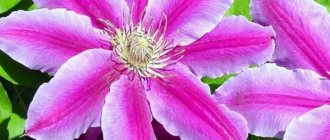 Clematis hybrid Nelly Moser