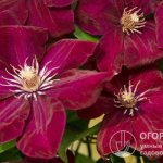 Clematis &quot;Rouge Cardinal&quot; (pictured) features large, velvety red-purple flowers.