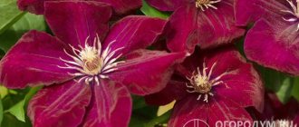 Clematis &quot;Rouge Cardinal&quot; (pictured) features large, velvety red-purple flowers.