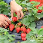 Strawberries &quot;Alba&quot; (pictured) are valued for their high yield, marketability, transportability, keeping quality and versatility of berries.