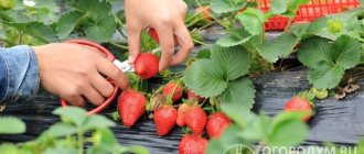 Strawberries &quot;Alba&quot; (pictured) are valued for their high yield, marketability, transportability, keeping quality and versatility of berries.