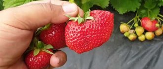 Strawberry Ami