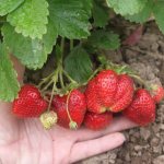 Strawberry Bereginya