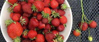 strawberry bogota
