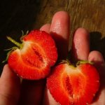 Strawberry Darenka