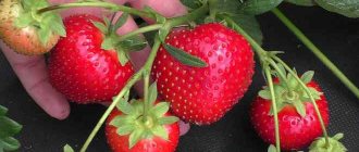 Strawberry Figaro