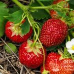 Strawberries &quot;Honey&quot; (pictured) are distinguished by excellent commercial and taste qualities of the berries