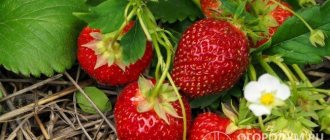 Strawberries &quot;Honey&quot; (pictured) are distinguished by excellent commercial and taste qualities of the berries