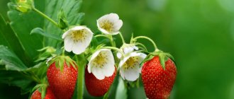 Strawberries bloom well, but there are few ovaries: causes and solutions to the problem