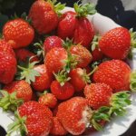 Strawberry Irishka F1. Description of the variety, photos, reviews 