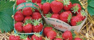 strawberry mara de bois reviews