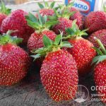 Strawberry Maryshka (pictured) is distinguished by the rapid ripening of large berries that have an original shape and a pronounced strawberry taste