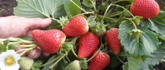 Strawberry variety Albion