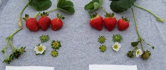 Strawberry variety Evi 2
