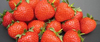 Strawberry variety Fenella