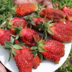 Strawberry variety Kupchikha