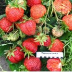 Strawberry variety First-grader