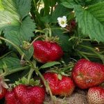 Maxim variety strawberries