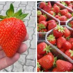 Murano strawberries