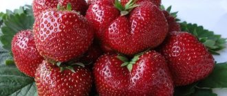 Strawberry Vima Zant