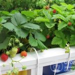 Strawberry Temptation (pictured) is called an ampelous variety that can be grown at home, as well as in open and protected ground