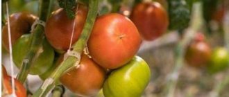 Когда и как правильно собирать и хранить помидоры