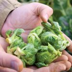 When and how to harvest Brussels sprouts