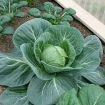When the cabbage begins to curl into a head of cabbage - timing
