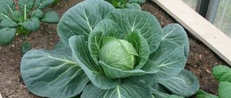When the cabbage begins to curl into a head of cabbage - timing
