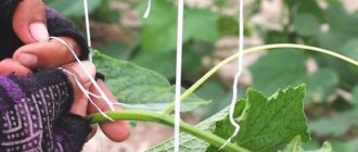 When to tie up cucumbers