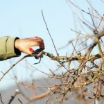 When to prune apple trees - spring