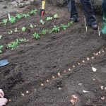 When to plant garlic in spring in open ground