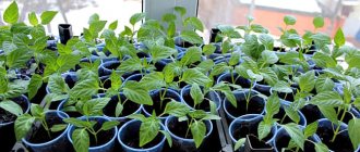 when to plant pepper seedlings