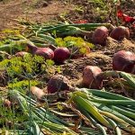 When to collect onions for storage
