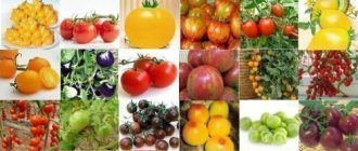 Collection of tomatoes - photo
