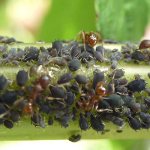 Black aphid colony
