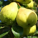 Columnar pears: reviews