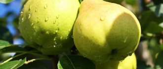 Columnar pears: reviews